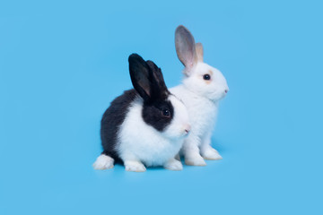 Two cute easter bunny babies in white and black on a blue background.