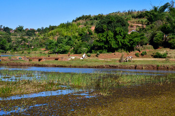 マダガスカル のアンタナナリボからmorondavaまでの道の風景。棚田が美しい。標高1500ｍ前後の中央高地は、どこへいっても棚田があった。