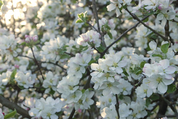 abundance of white apple blossoms on a tree