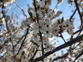 Spring tree flowering. White blooming tree. Slovakia