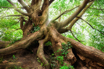 Impressively shaped tree trunk and roots with green foliage and soft light rays falling through its branches