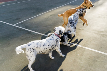 Dogs playing in the park