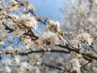 Spring tree flowering. White blooming tree. Slovakia