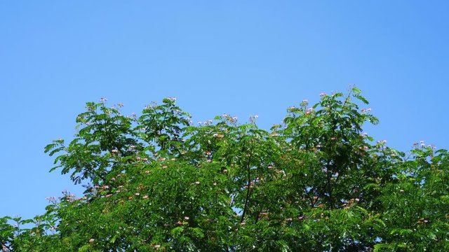 Samanea saman branches against the light cloudy sky background. 4K footage.