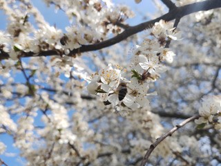 Spring tree flowering. White blooming tree. Slovakia