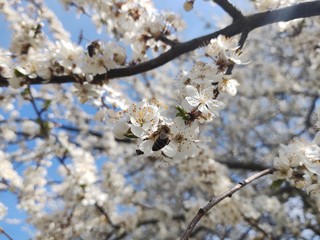 Spring tree flowering. White blooming tree. Slovakia