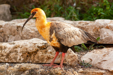 Ibis à face noire