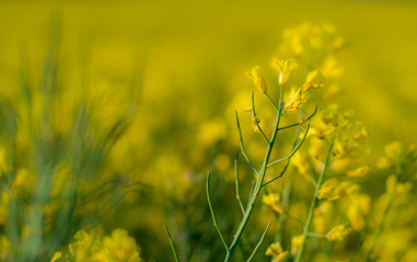 Raps im Frühling - Rapsfeld