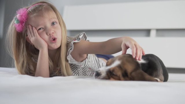 A cute little girl strokes a sleeping beagle puppy in bed in the morning.