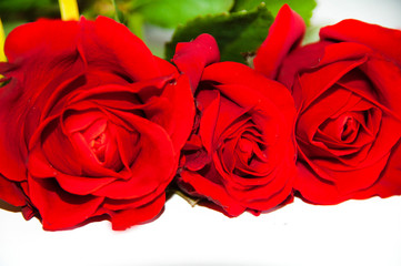 rosebuds on a white background. red roses. postcard. beautiful flowers.