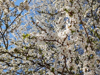 Spring tree flowering. White blooming tree. Slovakia