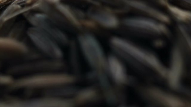 Tiny seed pods of the Asian seasoning cumin pour into the frame, covering the screen. Extreme close-up, real time, soft focus