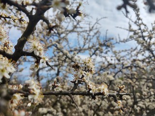 Spring tree flowering. White blooming tree. Slovakia