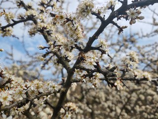 Spring tree flowering. White blooming tree. Slovakia
