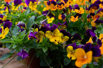 Multicolor pansy flowers or pansies as background or pattern. Field of colorful pansies with white yellow & violet flowers. Mixed spring heartsease flowers on flowerbed in perspective with detail