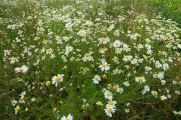 Many blooming chamomiles with white petals in the summer