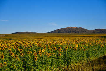 レソトから南アフリカのブルームフォンテインに向かう途中のひまわり畑。太陽に背を向けている。地平線の向こうにはテーブルマウンテンが見える。見渡す限りのひまわり畑。