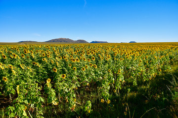 Fototapeta na wymiar レソトから南アフリカのブルームフォンテインに向かう途中のひまわり畑。太陽に背を向けている。地平線の向こうにはテーブルマウンテンが見える。見渡す限りのひまわり畑。