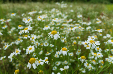 In summer a few blooming chamomiles in the background with a beautiful bokeh
