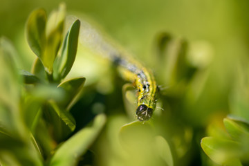 Raupe des Buchsbaumzünsler. auf frischem Buchsbaum, Makro und selektive Schärfe.
