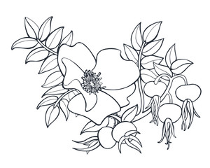 Rose hip flower and berries black and white vector ink illustration isolated on white background