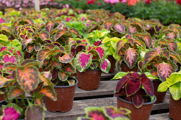 flowers in greenhouses greenhouse for the intensive cultivation of flowering plants and flower pots