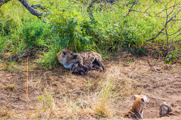 Hyena feeds her babies with her milk