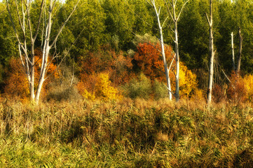 Autumn in the woods, in front of the reeds and the lake
