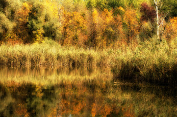 Autumn.golden floodplain forest in the morning