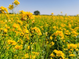 field of yellow flowers