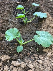 tre zucchini nell'orto