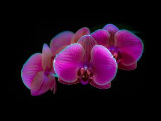 Obraz na płótnie Canvas Purple orchid flowers covered with drops of water isolated on black background