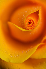 Yellow rose flower with dew drops closeup