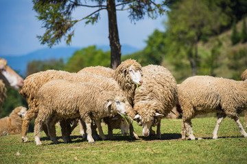 Sheeps in a meadow in farm.