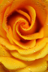 Yellow rose flower with dew drops closeup