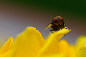 Hover fly on the golden rose flower petal