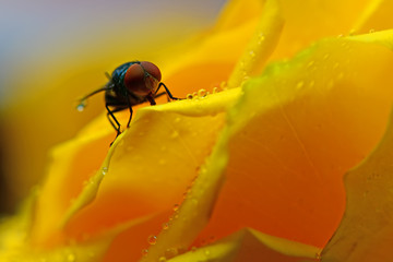 Hover fly on the golden rose flower petal