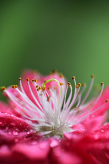 Peach flowers in the garden