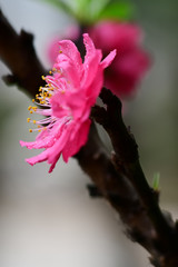 Peach flowers in the garden