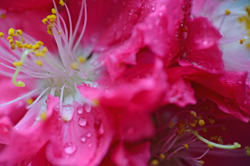 Peach flowers in the garden