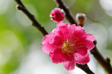 Peach flowers in the garden