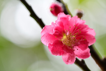Peach flowers in the garden