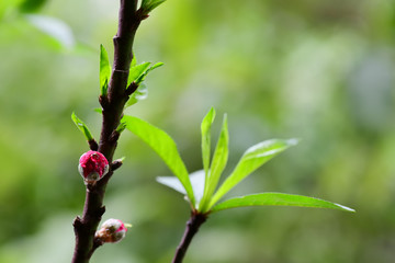 Peach flowers in the garden