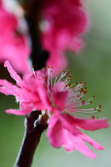 Peach flowers in the garden