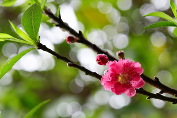 Peach flowers in the garden