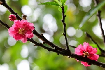 Peach flowers in the garden