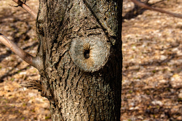 Fototapeta premium Hollow wood from old tree. Hole in the tree. Wood hollow, look like an eye of the tree. Old wood surface, texture for background. Bark texture, Tree trunk in the woods