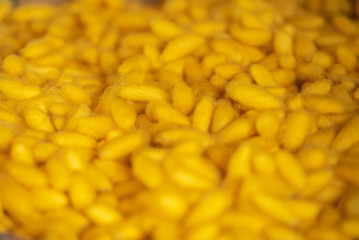 Yellow cocoon patterns to work for Weaving Thai traditional Silk.