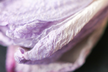 Abstract macro photo of a flower with shallow depth of field. Natural background.