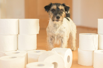Cute beauty small Jack Russell Terrier dog is busy with toilet paper.